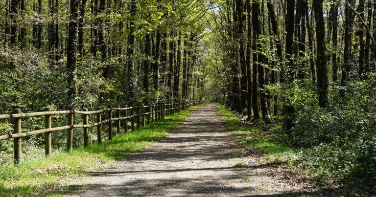 Sentier de randonnée dans la forêt d’Aizenay – nature et balades en Vendée pour enrichir un séjour en location courte durée en Vendée