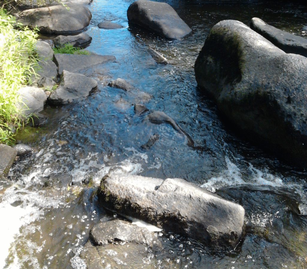 Rochers et rivière du Piquet au Tablier en Vendée, image symbolisant la nature et l’authenticité au cœur du territoire vendéen
